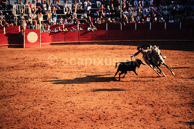 Tyref�gtning. Portugisisk tyref�gtning Matadoren s�tter en banderillo ( Scan af KOL585 ) ; ; Lagos; Portugal; ; ; Matador, tyref�gter