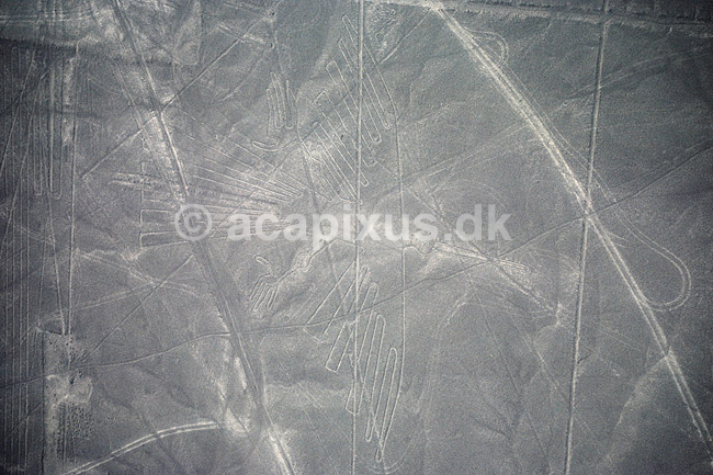 Nazca linier. Nazca linier - Kondor, ca 135 meter Preinca figurer i �rken, funktion endnu diskutabel. Dannet ved at m�rke sten p� overfladen er flyttet til siden. ( Scan af KOL1863 ) ; ; Nazca; Peru; Sydamerika; ; Nazcalinerne, luftfoto