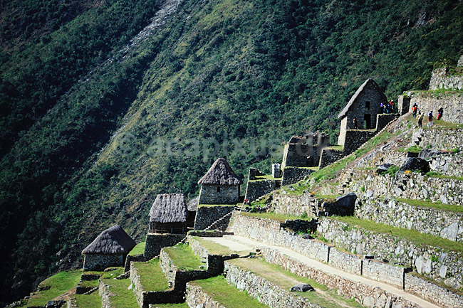 Machu Picchu. Machu Picchu - Terrasseformede marker ( Scan af KOL1951 ) ; ; Machu Picchu; Peru; Sydamerika; ; Inca, inka, inkaer, incaer