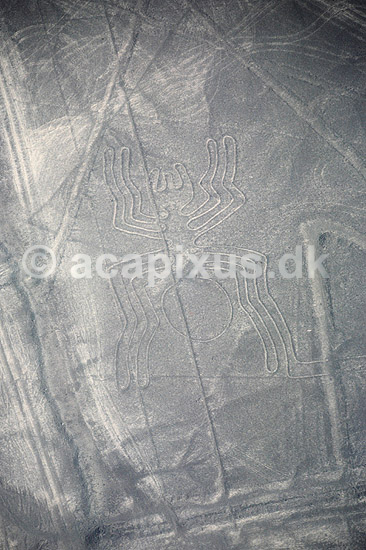Nazca linier. Nazca linier - Edderkob - Preinca figurer i �rken, funktion endnu diskutabel. Dannet ved at m�rke sten p� overfladen er flyttet til siden. ( Scan af KOL1862 ) ; ; Nazca; Peru; Sydamerika; ; Nazcalinerne, luftfoto