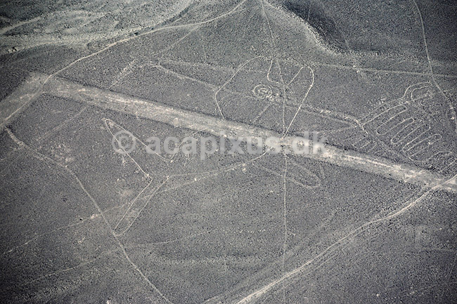 Nazca linier. Nazca linier - Hval, ca 68 meter - Preinca figurer i �rken, funktion endnu diskutabel. Dannet ved at m�rke sten p� overfladen er flyttet til siden. ( Scan af KOL1868 ) ; ; Nazca; Peru; Sydamerika; ; Nazcalinerne, luftfoto