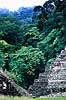 Palenque. Maya ruiner i regnskoven ( Scan af KOL6855 )   Palenque / Chiapas Mexico Nordamerika  Mayaerne