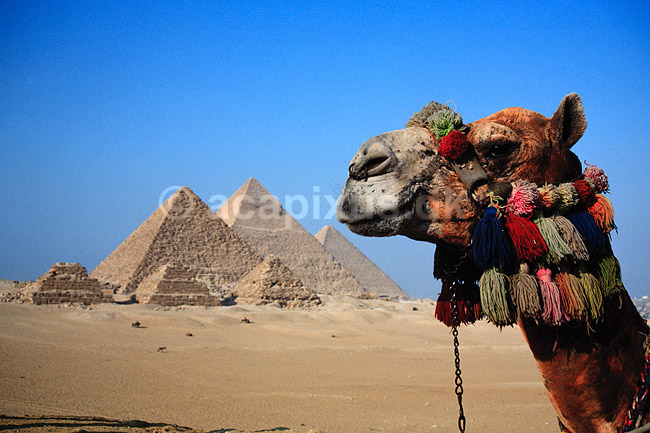 Giza pyramiderne. Kamel foran Giza pyramiderne. Fra venstre Mycerinus, Chephren og Cheops ( Scan af KOL92 ) ; ; Giza / Cairo; Egypten; Afrika; ; Pyramide, pyramider