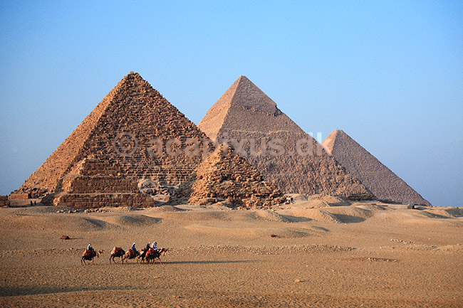 Giza pyramiderne. Kameler foran Giza pyramiderne. Fra venstre Mycerinus, Chephren og Cheops ( Scan af KOL90 ) ; ; Giza / Cairo; Egypten; Afrika; ; Pyramide, pyramider