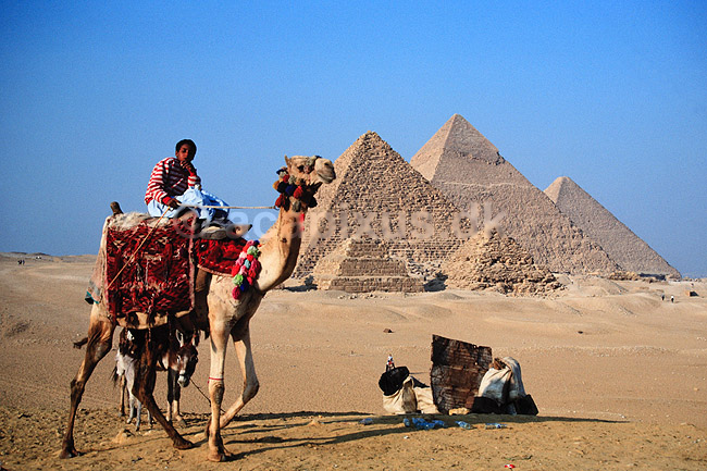 Giza pyramiderne. Kamel foran Giza pyramiderne. Fra venstre Mycerinus, Chephren og Cheops ( Scan af KOL93 ) ; ; Giza / Cairo; Egypten; Afrika; ; Pyramide, pyramider