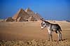Giza pyramiderne. �sel foran Giza pyramiderne. Fra venstre Mycerinus, Chephren og Cheops ( Scan af KOL91 )   Giza / Cairo Egypten Afrika  Pyramide, pyramider