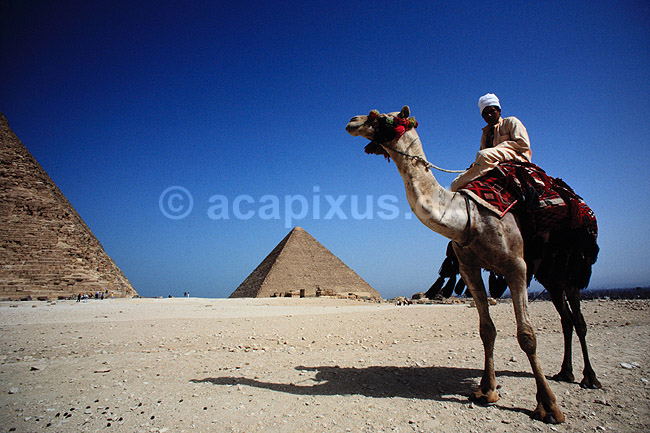 Giza pyramiderne. Kamel foran Giza pyramiderne. Fra venstre Mycerinus, Chephren og Cheops ( Scan af KOL94 ) ; ; Giza / Cairo; Egypten; Afrika; ; Pyramide, pyramider