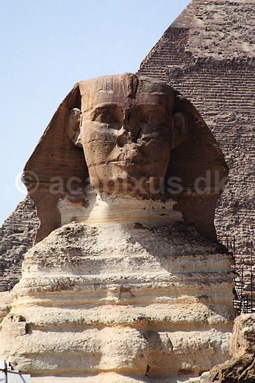 Sphinx. Sphinxen foran Chephren pyramiden ( Scan af KOL97 ) ; ; Giza / Cairo; Egypten; Afrika; ; 