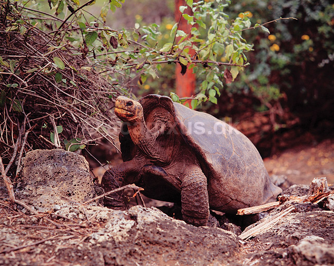 Galapagos skildpadde. Elefant skildpadde, Galapagos skildpadde ( Scan af KOL5022 ); Testudo elephantopus, Testudinidae; Santa Cruz / Galapagos; Equador; Sydamerika; krybdyr; Skildpadder