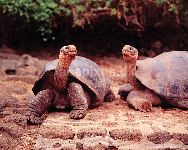Galapagos skildpadde. Elefant skildpadde, Galapagos skildpadde ( Scan af KOL5021 ); Testudo elephantopus, Testudinidae; Santa Cruz / Galapagos; Equador; Sydamerika; krybdyr; Skildpadder
