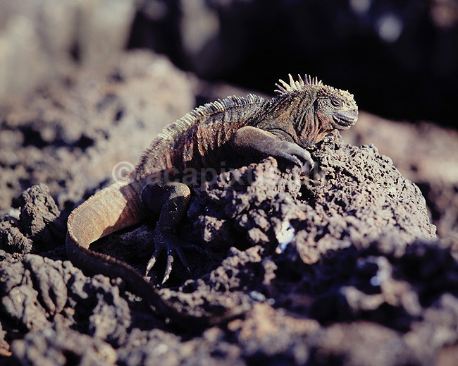 Havleguan. Havleguan ( Scan af KOL5017 ); Amblyrhynchus cristatus, Iguanidae; San Salvador / Galapagos; Equador; Sydamerika; krybdyr; Leguaner, havleguaner