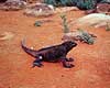 Havleguan. Havleguan ( Scan af KOL5015 ) Amblyrhynchus cristatus, Iguanidae North Seymour / Galapagos Equador Sydamerika krybdyr Leguaner, havleguaner