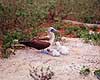 Bl�fodet sule. Bl�fodet sule ( Scan af KOL5026 ) Sula nebouxii, Sulidae North Seymour / Galapagos Equador Sydamerika fugle Suler