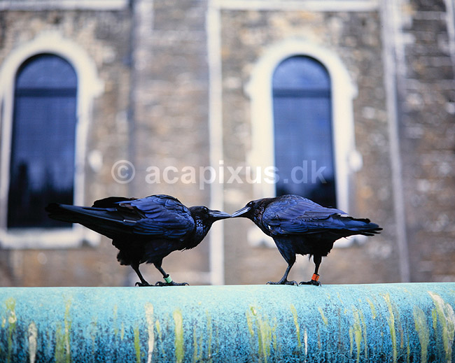 Ravne. Ravne ved Tower of London - beskyttere af det engelske monarki - s� l�nger der er ravne ved Tower of London vil monarkiet best� if�lge legenden ( Scan af KOL6220 ); Corvus corax, Corvidae; Tower of London / London; England; ; fugle; Ravn, Kragefugle, Corvidae, kurtisering, pardannelse, parforhold, n�b, kys