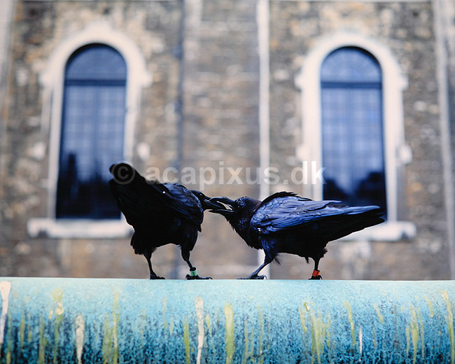 Ravne. Ravne ved Tower of London - beskyttere af det engelske monarki - s� l�nger der er ravne ved Tower of London vil monarkiet best� if�lge legenden ( Scan af KOL6221 ); Corvus corax, Corvidae; Tower of London / London; England; ; fugle; Ravn, Kragefugle, Corvidae, kurtisering, pardannelse, parforhold, n�b, kys