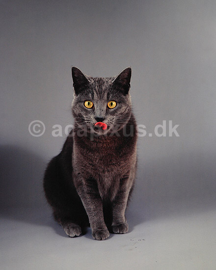 Huskat. Hus kat slikker munden og snuden ( Scan af KOL5490 ); Felis catus, Felidae; ; ; ; pattedyr; Rovdyr, Carnivora, Katte, Felidae, huskatte, tunge, kattetunge