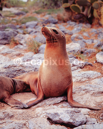 Californisk s�l�ve. Californisk s�l�ve ( Scan af KOL5038 ); Zalophus californianus, Otariidae; Santa Fe / Galapagos; Equador; Sydamerika; pattedyr; �res�ler, Otariidae, s�l�ver