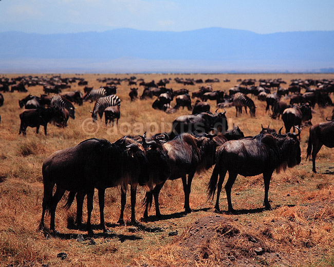 Gnu. Gnu, Okse gnu, Stribet gnu ( Scan af KOL5725 ); Connochaetes taurinus, Bovidae; Ngorongoro NP; Tanzania; Afrika; pattedyr; Skedehornede, Bovidae, Parrett�ede hovdyr, Artiodactyla