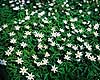 Hvid anemone. Hvide anemoner i skovbund ( Scan af KOL3912 ) Anemone nemorosa, Ranunculaceae Ulvshale / M�n   planter Ranunkel-ordenen, Ranunculales