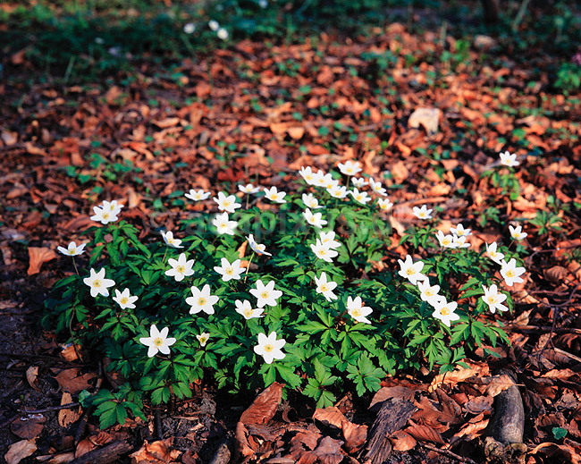 Hvid anemone. Hvide anemoner i skovbund ( Scan af KOL3883 ); Anemone nemorosa, Ranunculaceae; Ulvshale / M�n; ; ; planter; Ranunkel-ordenen, Ranunculales
