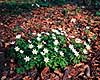 Hvid anemone. Hvide anemoner i skovbund ( Scan af KOL3883 ) Anemone nemorosa, Ranunculaceae Ulvshale / M�n   planter Ranunkel-ordenen, Ranunculales