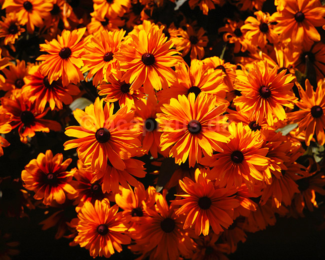 Solhat. Solhat ( Scan af KOL4756 ); Rudbeckia hirta, Asteraceae; Landboh�jskolens Have / Frederiksberg; ; ; planter; Kurveblomst-familien, Asteraceae, Compositae, blomst, blomster, haveblomst, haveblomster