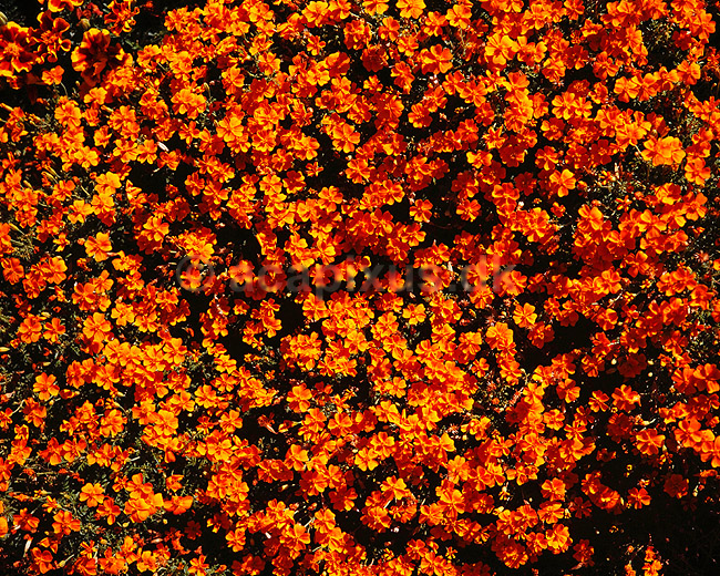 Fl�jlsblomst. Fl�jlsblomst ( Scan af KOL4766 ); Tagetes - patula hybrid, Asteraceae; Landboh�jskolens Have / Frederiksberg; ; ; planter; Kurveblomst-familien, Asteraceae, Compositae, blomst, blomster, haveblomst, haveblomster