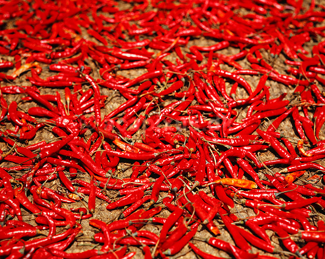Chillipeber. Chilli peber lagt til t�rre p� torv ( Scan af KOL4226 ); Capsicum spec., Solanaceae; Bhaktapur; Nepal; Asien; planter; Natskygge-familien, Solanaceae, krydderi, krydderier