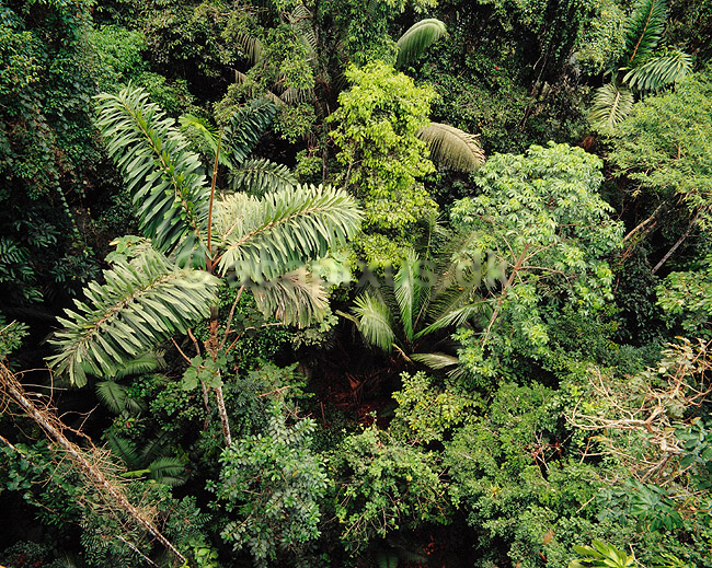 Amazonas regnskov. Regnskov i Amazonas - Udsigt over tr�kronerne ( Scan af KOL5070 ); ; Yasuni NP / Amazonas; Equador; Sydamerika; ; jungle, urskov
