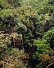 Amazonas regnskov. Regnskov i Amazonas - Udsigt over tr�kronerne ( Scan af KOL5069 )  Yasuni NP / Amazonas Equador Sydamerika  jungle, urskov