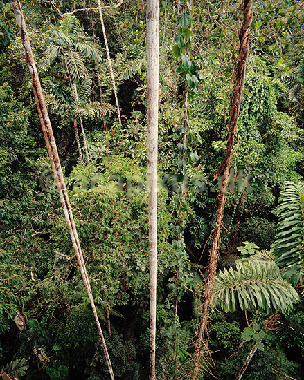 Amazonas regnskov. Regnskov i Amazonas - Lianer ( Scan af KOL5078 ); ; Yasuni NP / Amazonas; Equador; Sydamerika; ; jungle, urskov