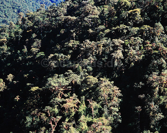 T�geskov i Andesbjergene. T�geskov i Andesbjergene ( Scan af KOL5087 ); ; Mindo / Andesbjergene; Equador; Sydamerika; ; jungle, urskov