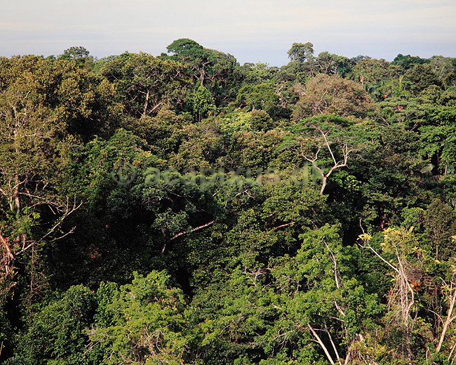 Amazonas regnskov. Regnskov i Amazonas - Udsigt over tr�kronerne ( Scan af KOL5064 ); ; Yasuni NP / Amazonas; Equador; Sydamerika; ; jungle, urskov
