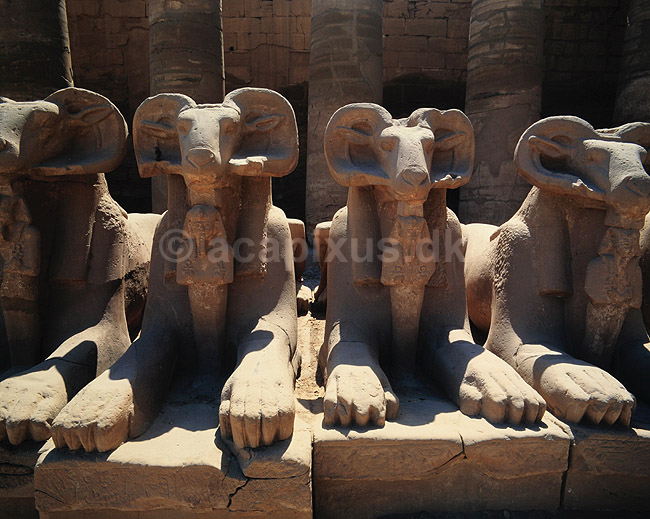 Karnak Tempel. Karnak Tempel - Sphinxer med v�dderhoved ( Scan af KOL7667 ); ; Luxor; Egypten; Afrika; ; 