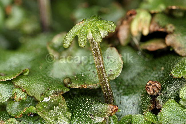 Levermos. Almindelig Levermos med hunlig gametophyt - archegonium. Levermosserne er den primitiveste form for landplanter efter algerne ; Marchantia polymorpha; ; ; ; planter; Levermosser, mosser, Liverwort, Marchantiophyta, Bryophyta, mos