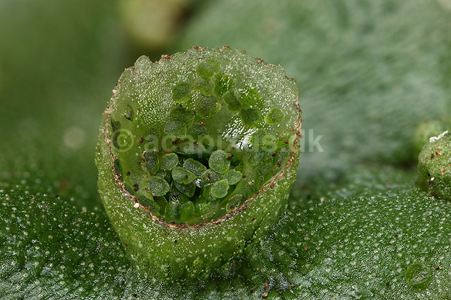 Levermos. Almindelig Levermos blad med gamma cup. Levermosserne er den primitiveste form for landplanter efter algerne ; Marchantia polymorpha; ; ; ; planter; Levermosser, mosser, Liverwort, Marchantiophyta, Bryophyta, mos