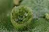Levermos. Almindelig Levermos blad med gamma cup. Levermosserne er den primitiveste form for landplanter efter algerne  Marchantia polymorpha    planter Levermosser, mosser, Liverwort, Marchantiophyta, Bryophyta, mos