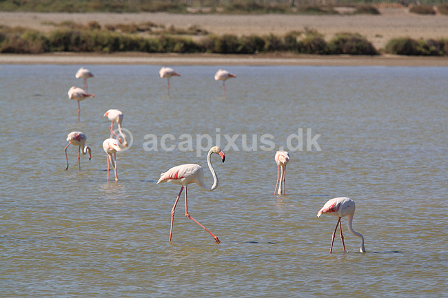 Flamingoer. Europ�iske store flamingoer i lagune i Carmargue n�r Saintes-Maries-de-la-Mer; Phoenicopterus ruber; Camargue; Frankrig; ; fugle; Europ�isk stor flamingo, Phoenicopteridae