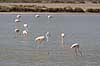 Flamingoer. Europ�iske store flamingoer i lagune i Carmargue n�r Saintes-Maries-de-la-Mer Phoenicopterus ruber Camargue Frankrig  fugle Europ�isk stor flamingo, Phoenicopteridae