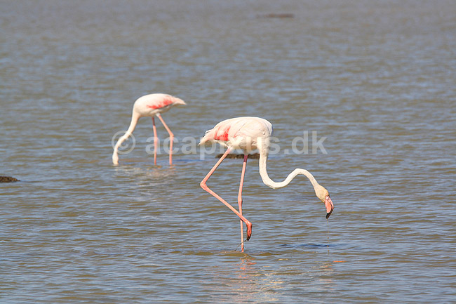 Flamingoer. Europ�iske store flamingoer i lagune i Carmargue n�r Saintes-Maries-de-la-Mer; Phoenicopterus ruber; Camargue; Frankrig; ; fugle; Europ�isk stor flamingo, Phoenicopteridae