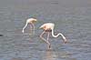 Flamingoer. Europ�iske store flamingoer i lagune i Carmargue n�r Saintes-Maries-de-la-Mer Phoenicopterus ruber Camargue Frankrig  fugle Europ�isk stor flamingo, Phoenicopteridae