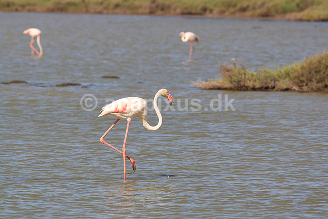 Flamingoer. Europ�iske store flamingoer i lagune i Carmargue n�r Saintes-Maries-de-la-Mer; Phoenicopterus ruber; Camargue; Frankrig; ; fugle; Europ�isk stor flamingo, Phoenicopteridae