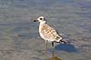 Audouinsm�ge. Audouinsm�ge - ungfugl - i lagune i Carmargue n�r Saintes-Maries-de-la-Mer Larus audouinii Camargue Frankrig  fugle M�gefugle, m�ger, Laridae