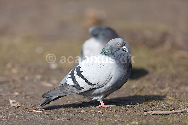 Klippedue. Tamdue ved Damhuss�en; Columba domesticus; Utterslev mose; ; ; fugle; Columba livia domesticus, duer, Duefugle, Columbiformes