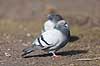 Klippedue. Tamdue ved Damhuss�en Columba domesticus Utterslev mose   fugle Columba livia domesticus, duer, Duefugle, Columbiformes