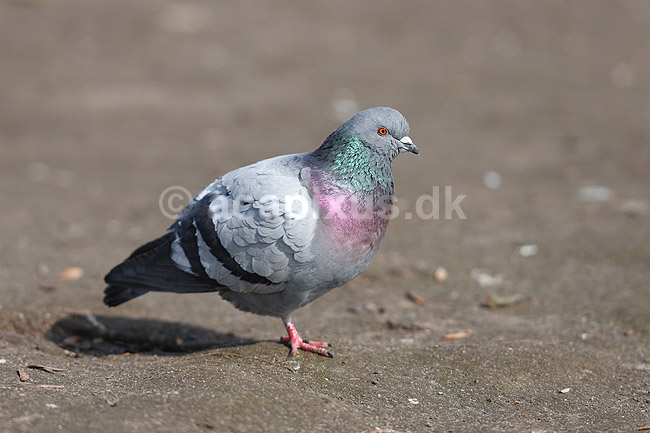 Klippedue. Tamdue ved Damhuss�en; Columba domesticus; Utterslev mose; ; ; fugle; Columba livia domesticus, duer, Duefugle, Columbiformes