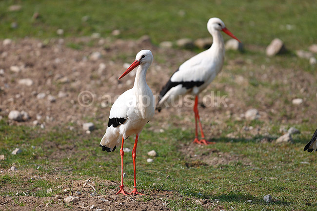 Hvid stork. Hvid storke; Ciconia ciconia; ; ; ; fugle; Ciconiidae, Storkefugle, Ciconiiformes