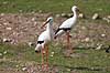 Hvid stork. Hvid storke Ciconia ciconia    fugle Ciconiidae, Storkefugle, Ciconiiformes