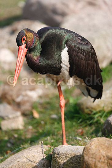 Sort stork; Ciconia nigra; ; ; ; fugle; Ciconiidae, Storkefugle, Ciconiiformes