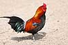 Bankivah�ne. Dv�rgkok Gallus gallus    fugle Dv�rgh�ns, Fasanfugle, Phasianidae, H�nsefugle, Galliformes, h�ns, hane